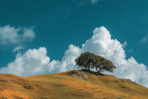 Oak Tree